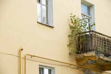 Fototapeta na wymiar on the old balcony spontaneously grew a tree
