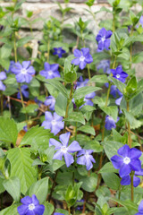 Vinca minor or periwinkle. Violet vinca flowers covering the meadow ground.