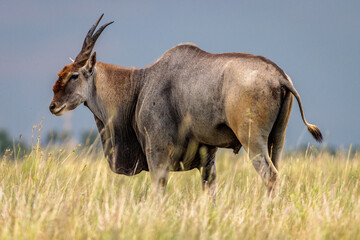 Naklejka na ściany i meble Eland Antelope - Faan Meintjies Nature Reserve - Northwest Province - South Africa