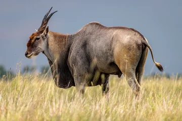 Fotobehang Eland Antelope - Faan Meintjies Nature Reserve - Northwest Province - South Africa © Jannie