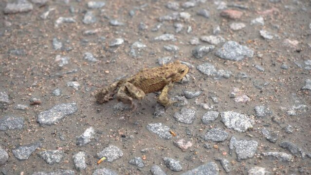 Brown frog crawl on the stony grassy ground in search of food, pound for mating. Toad turns blinks his eyes, stars his nostrils and breathes is waiting. Migration of amphibians. Summer, sunny day 4k