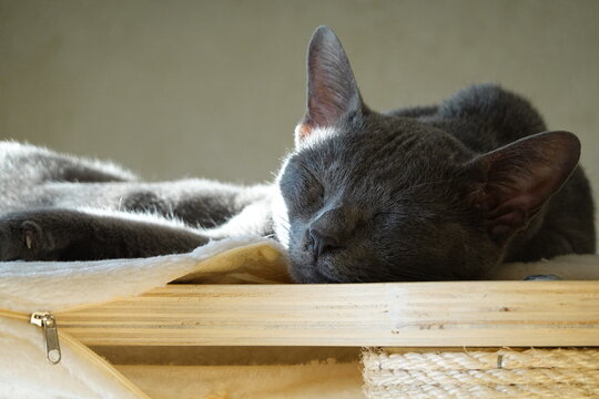 Un chat gris qui se repose