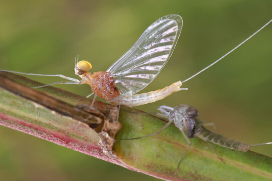 Macro of a small  mayfly resting on a blade of grass. 
Mayflies are characterized by a unique process for winged insects - molting of the winged form.

