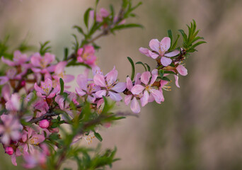 A branch of pink almond flowers. Banner, postcard, cover, flyer, layout design