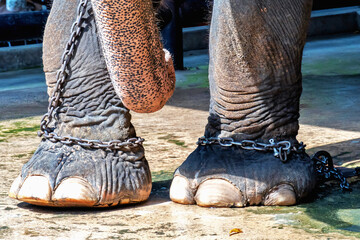 The elephant's legs are chained to a metal loop in the floor.