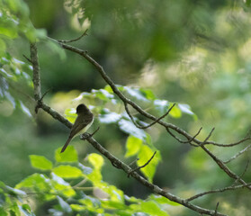 bird on a branch
