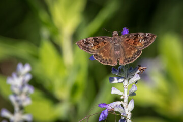 Horaces Duskywing butterfly on a flower