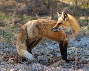 Red Fox Photo and Image. Fox close-up side view standing on moss with a blur forest background in its environment and habitat displaying bushy tail, fox fur.