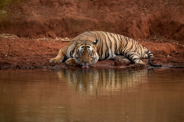 Tiger drinks water from a waterhole while lying down at Bandhavgarh National Park, Madhya Pradesh,...