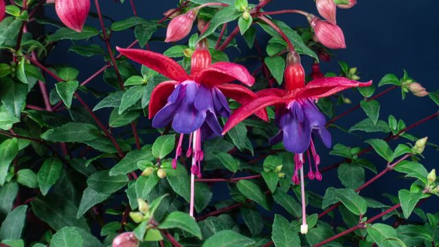 Blooming Fuchsia Time Lapse. Beautiful Red Fowers of Fuchsia Blossoming on Dark Blue Background With Moving Green Leaves. Moving Stamens and Pistil While Opening Flower