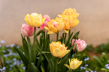 Yellow and pink blooming tulips in the garden, forget-me-not blue flowers in the bg