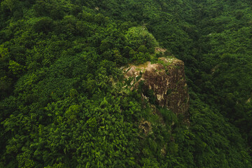 Top view of dense forest with multiple fruits and vegetable tress and fresh and green leaves of papaya and banana fruit