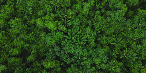 Top view of dense forest with multiple fruits and vegetable tress and fresh and green leaves of...