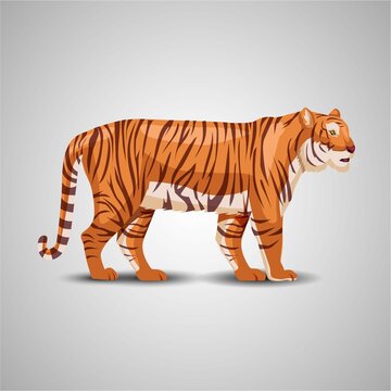full size tiger drawing. vector illustration design