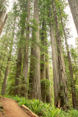 Obraz premium Path through giant redwood forest in California