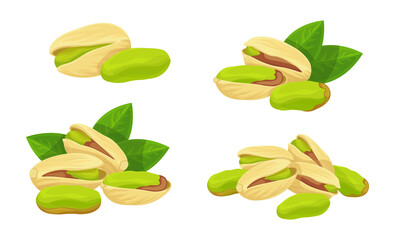 Set of fresh green pistachios in cartoon style. Vector illustration of nuts, large and small sizes, on crowns with leaves, in shell on white background.