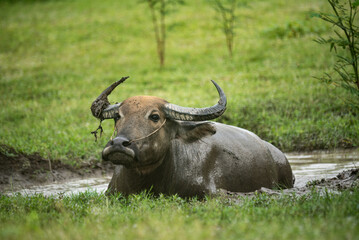Naklejka premium Portrait of wild buffalo with horns sitting in swamp water pond with greenery around in national sanctuary and forest