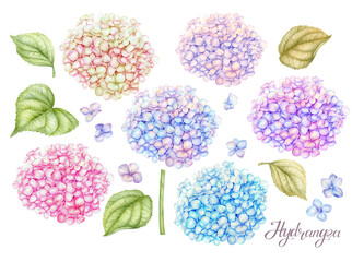 Hydrangea Watercolor Clipart, Pink Purple Blue and yellow Hortensia, farm cottage flowers. Hand painted botanical illustration rustic boho floral Wedding invitation cards