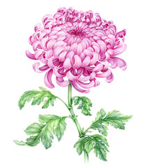 Watercolor gentle blooming pink chrysanthemum flowers with green leaves isolated on white background. Hand painted botanical floral illustration Japanese and modern tattoo style design. - obrazy, fototapety, plakaty