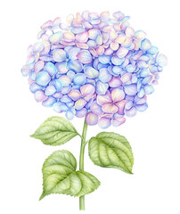 Watercolor Hydrangea flower. Hand painted blue Hortensia with leaves and stem isolated on white background. Botanical illustration for greeting cards