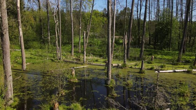 Spring landscape of the swamp in the forest.View of the green forest lake.Trees growing in green water in swamps in the Knyszyn forest.