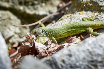 European green lizard (Lacerta viridis) feeding with a Cockchafer beetle (Melolontha melolontha)