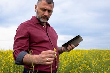 Middle age farmer standing in rapeseed field with digital tablet examining crop.