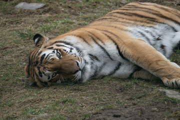 The Siberian tiger or Amur tiger is a population of the tiger subspecies Panthera tigris tigris