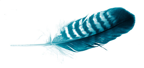 blue bird feather on white isolated background