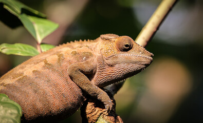 brown chameleon in the jungle - Powered by Adobe
