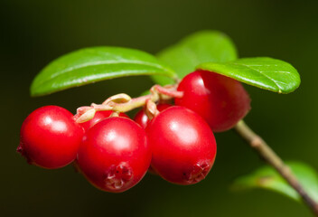 Nature of Europe - large ripe red lingonberries (cowberry) on a branch in the forest