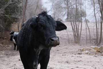 Black beef cow during frost of cold winter weather on farm.