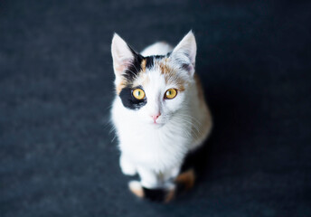 Cute calico kitten looking up at camera.
