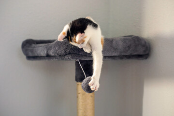 Kitten in scratching post and playing with a ball