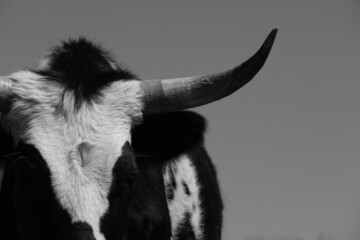 Corriente cow with horns isolated on background close up on farm.