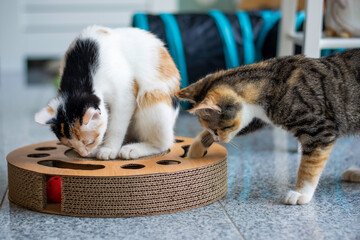 Two young little cats playing together with a toy. Scratching cardboard ball game.