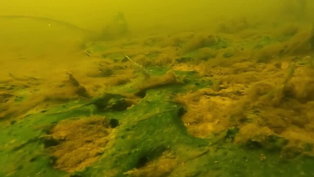 Fshing worm inderwater camera footage
