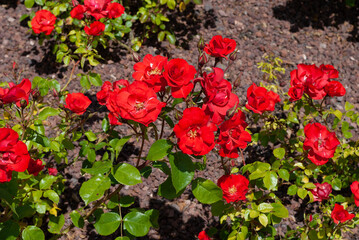 rose garden in the park