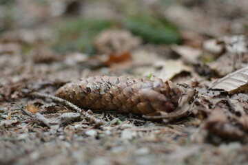 Nature