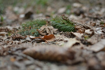 Nature
