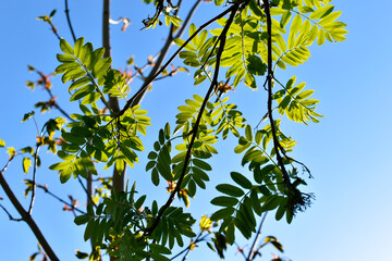 Green juicy leaves of mountain ash in spring in the sunset rays of the sun