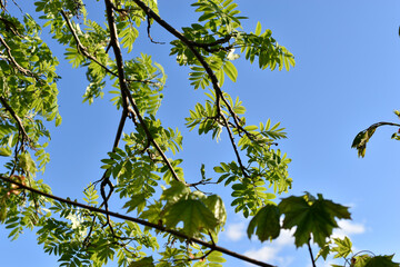 Green juicy leaves of mountain ash in spring in the sunset rays of the sun