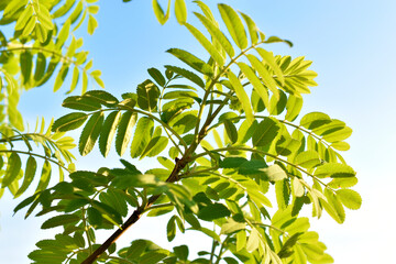 Green juicy leaves of mountain ash in spring in the sunset rays of the sun