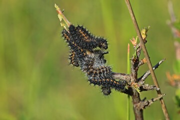 Raupen des Kleinen Nachtpfauenauges (Saturnia pavonia).