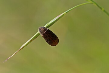 Puppe einer Schwebfliege