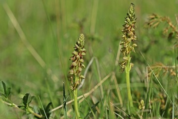 Ohnhorn (Aceras anthropophorum)