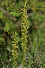 Ohnhorn (Aceras anthropophorum)