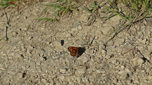 M&auml;nnlicher Mauerfuchs (Lasiommata megera) am D&ouml;rnberg.