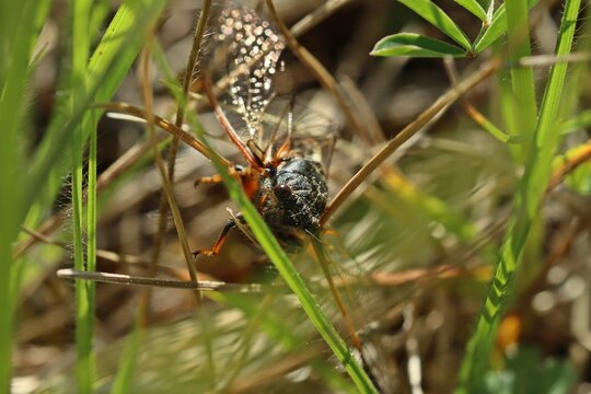Bergzikade (Cicadetta montana).