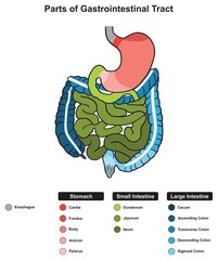 Parts of gastrointestinal tract infographic diagram human body digestive system anatomy, structure for biology physiology science education poster cartoon vector scheme illustration drawing chart - obrazy, fototapety, plakaty